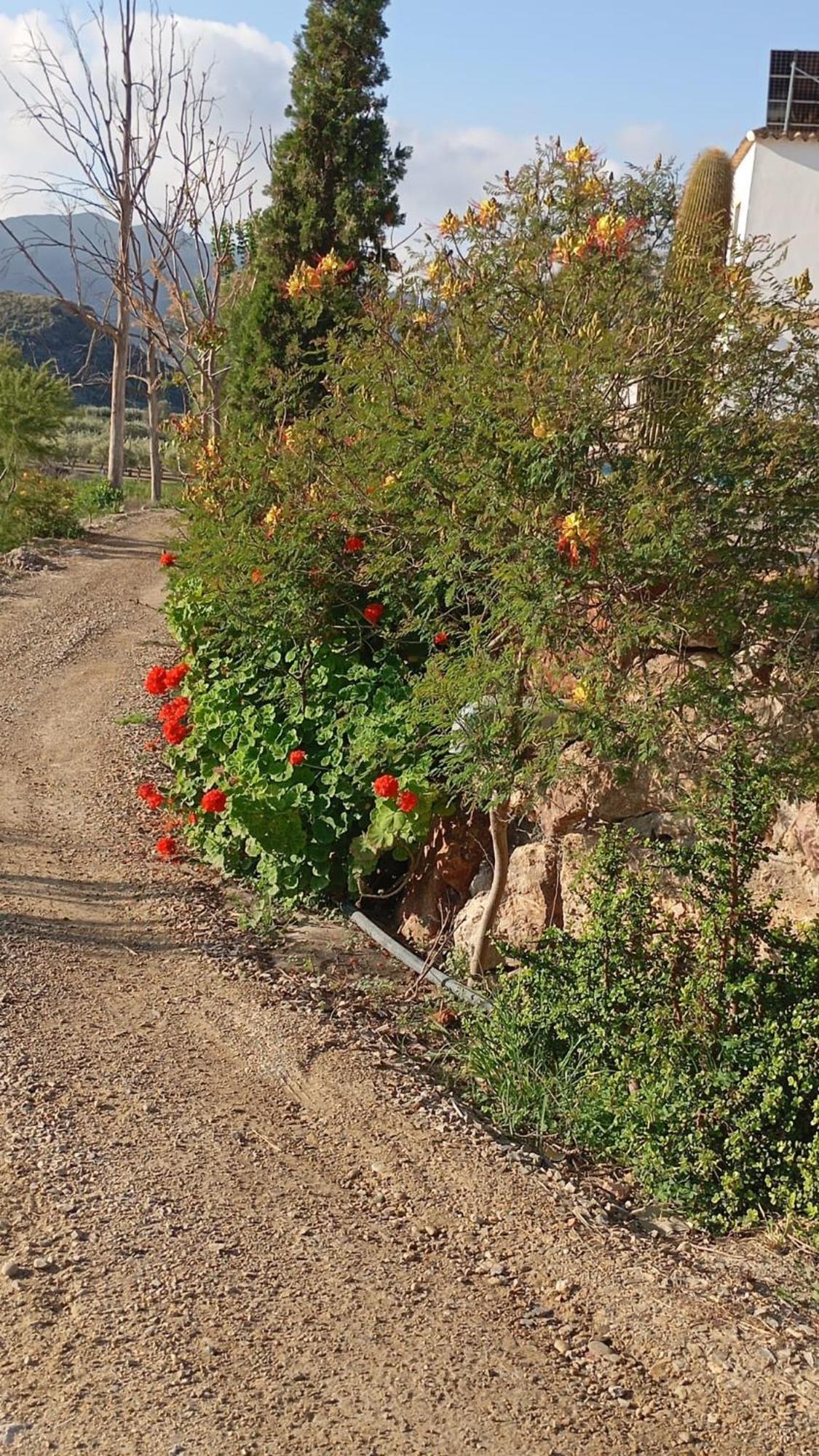 Cortijo Rural Molino El Tarahal Con Piscina Y Zonas Compartidas Exteriör bild