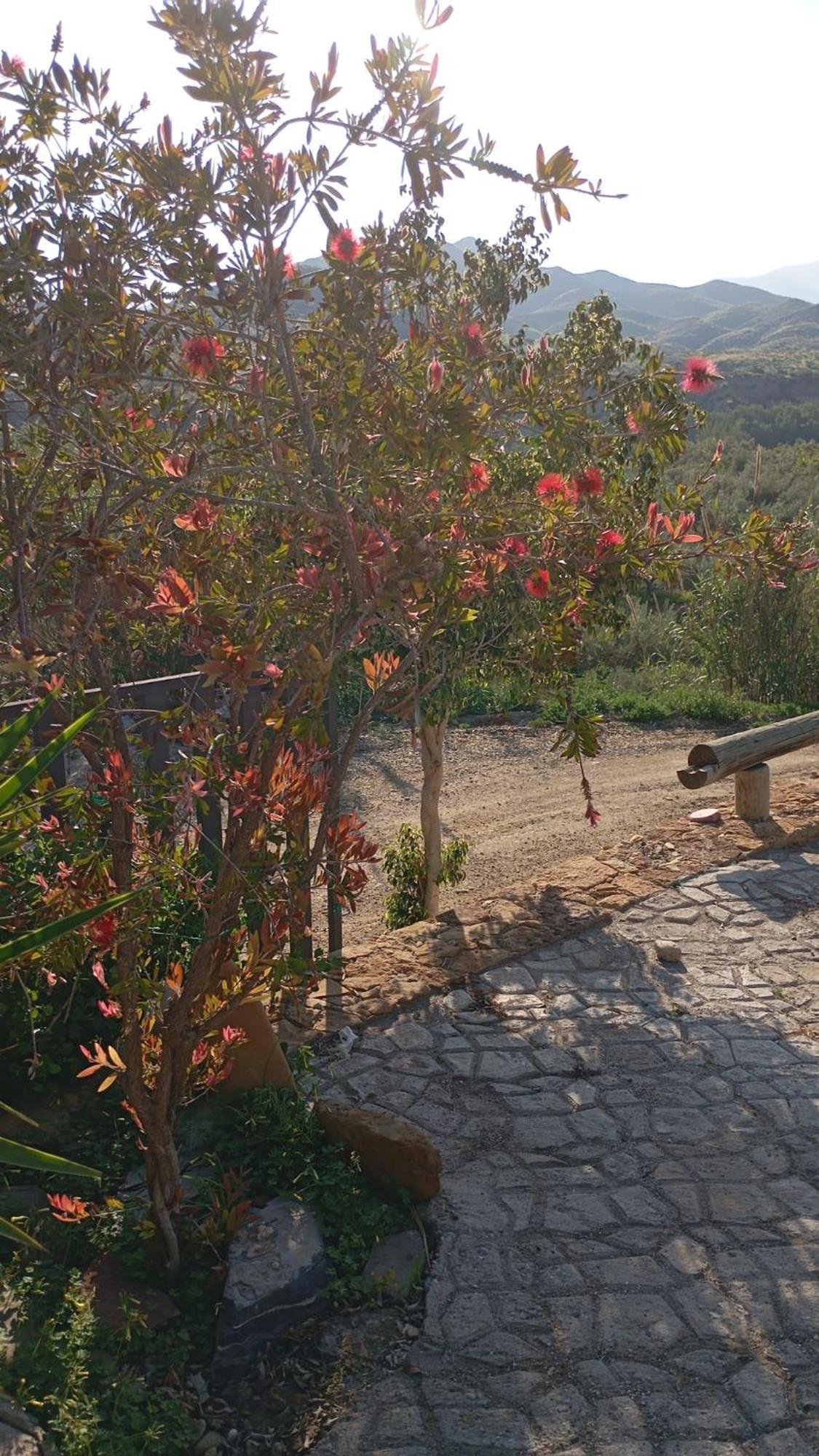 Cortijo Rural Molino El Tarahal Con Piscina Y Zonas Compartidas Exteriör bild